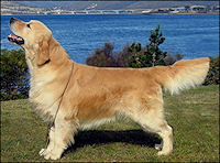 giltedge golden retrievers goldbrior golden retrievers giltedge golden retrievers goldbrior golden retrievers